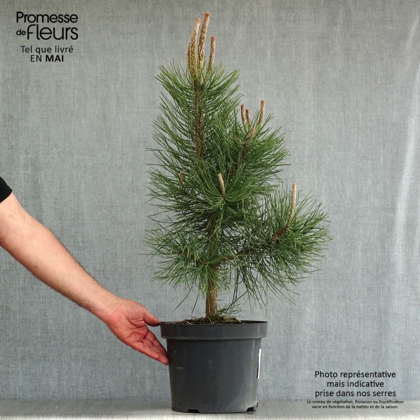 Austrian black pine - Pinus nigra nigra sample as delivered in spring