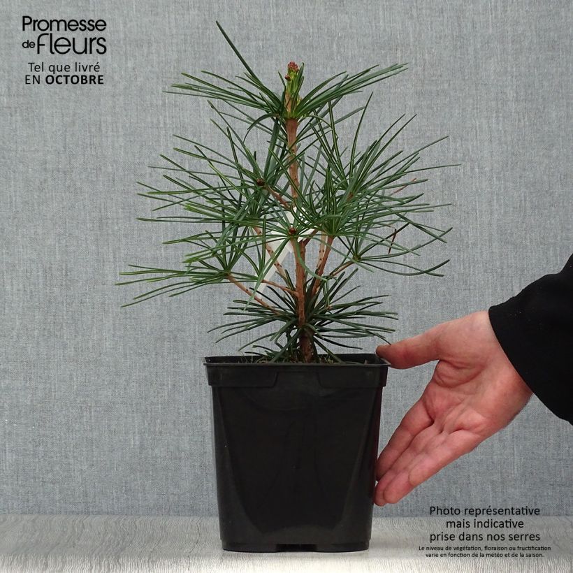 Pin parasol du japon - Sciadopitys verticillata Pot de 2L/3L sample as delivered in autumn