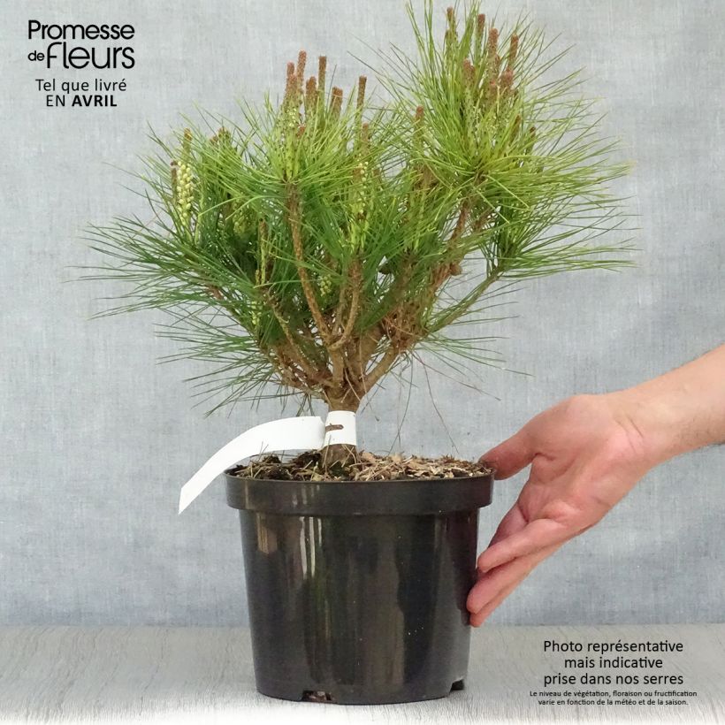 Pinus densiflora Alice Verkade - Japanese Red Pine sample as delivered in spring
