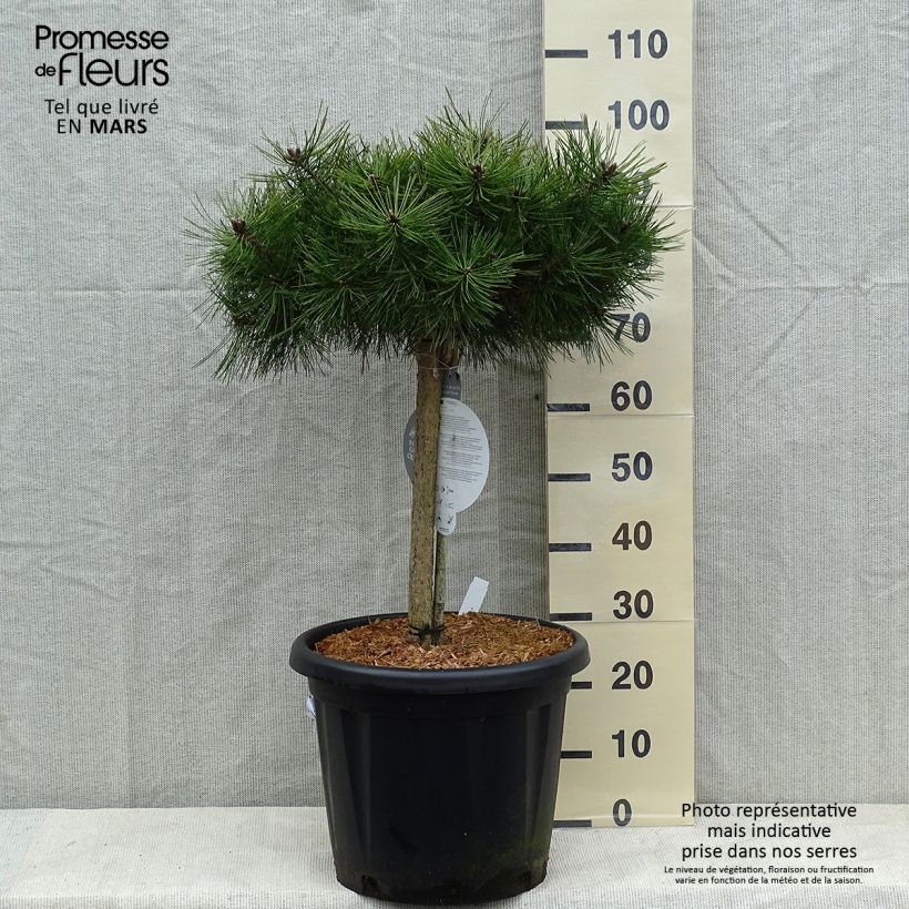 Pin rouge du Japon - Pinus densiflora Low Glow Pot de 7,5L/10L Tige de 40 cm sample as delivered in winter