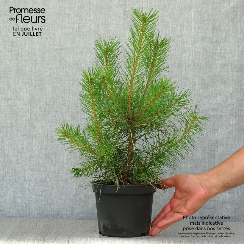 Pinus sylvestris - Scots Pine 2L/3L pot sample as delivered in summer