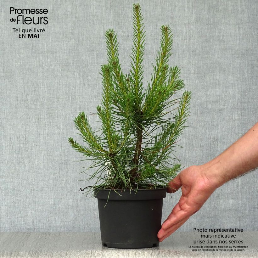 Pinus sylvestris - Scots Pine sample as delivered in spring