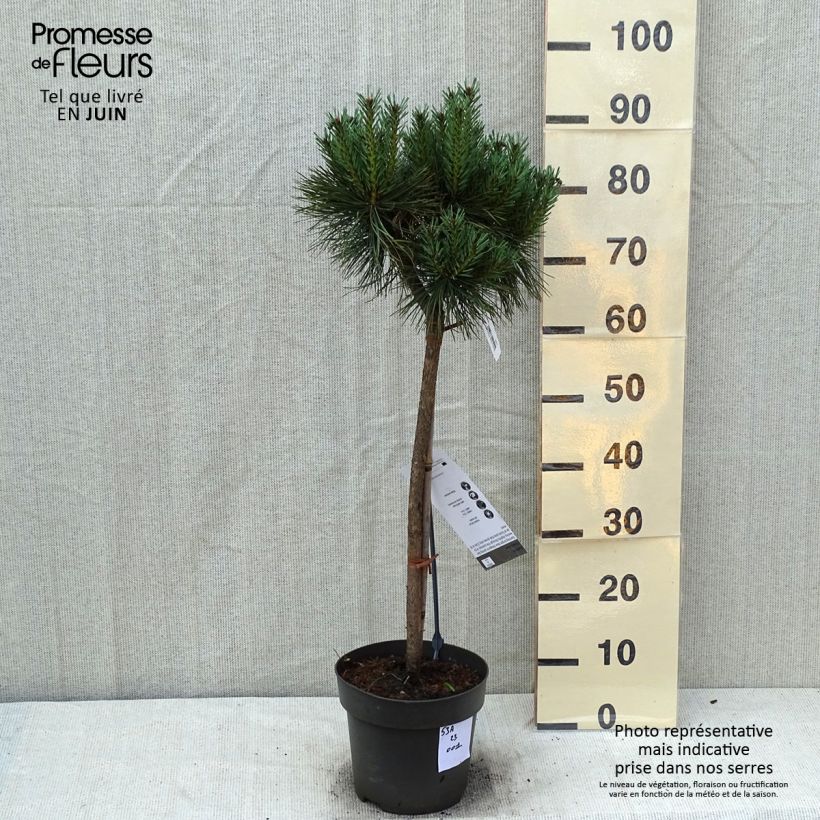 Pinus sylvestris Chantry Blue - Scots Pine EachShipped height around 50/60cm sample as delivered in summer
