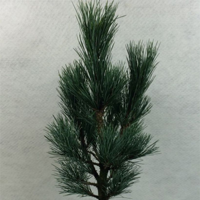 Pinus cembra Compacta Glauca - Arolla Pine (Plant habit)