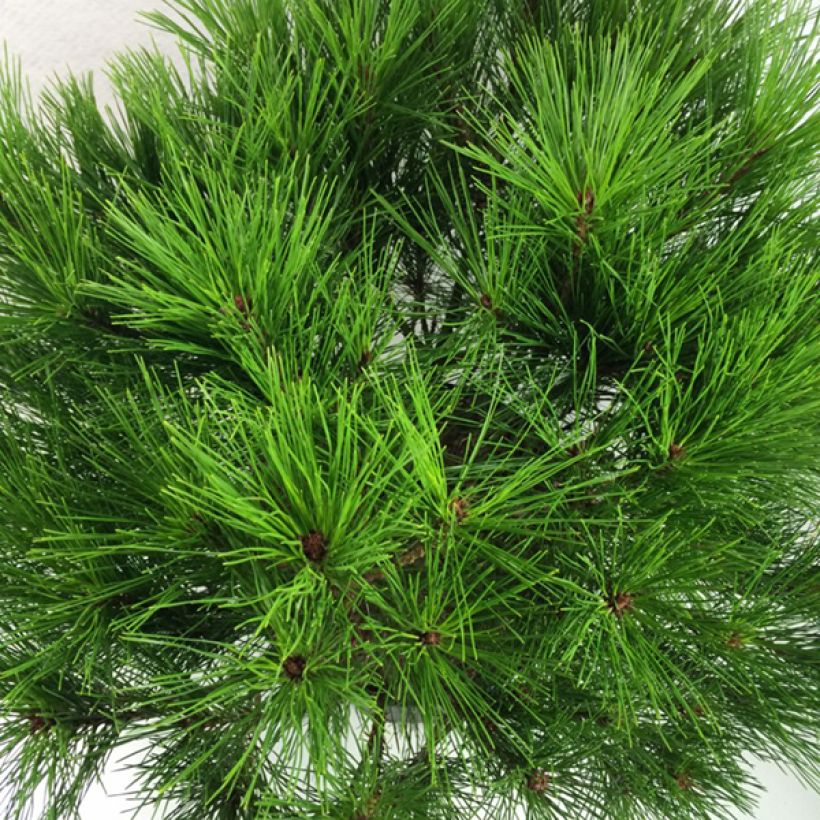 Pinus densiflora Alice Verkade - Japanese Red Pine (Foliage)