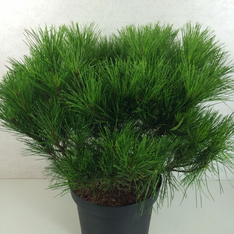 Pinus densiflora Alice Verkade - Japanese Red Pine (Plant habit)