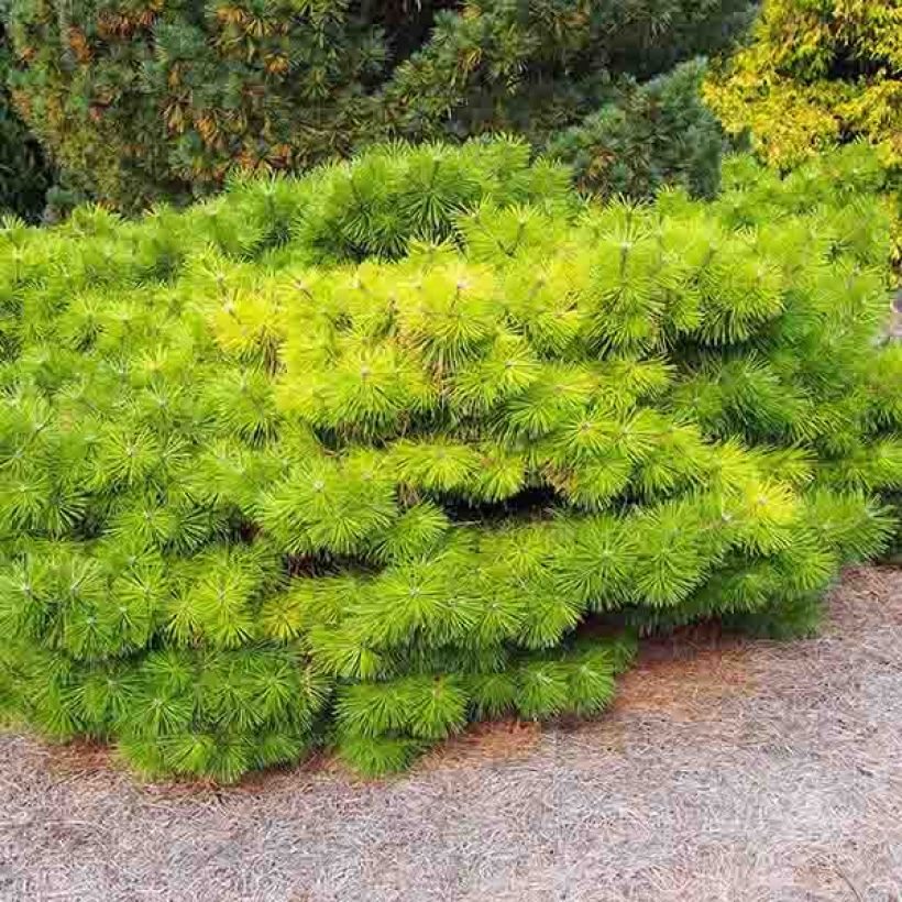 Pinus densiflora Jane Kluis - Japanese Red Pine (Plant habit)