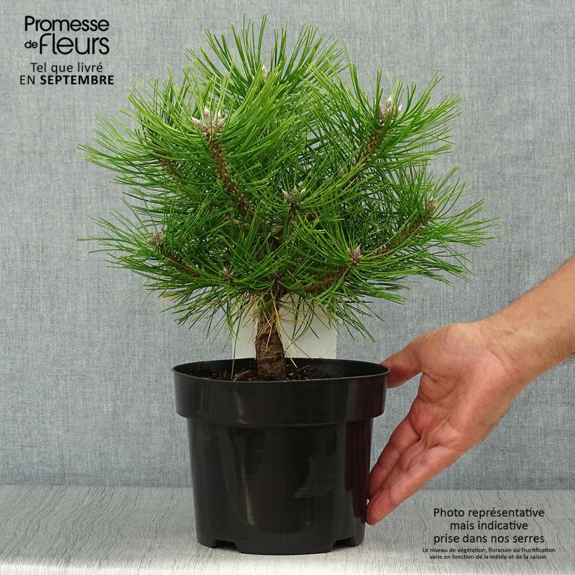 Pinus densiflora Jane Kluis - Pin rouge du Japon en C2L sample as delivered in autumn