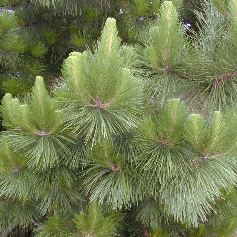 Pinus insignis - Monterey Pine (Foliage)