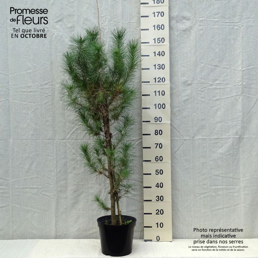 Pinus insignis (radiata) - Pin de Monterey pot de 10L sample as delivered in autumn