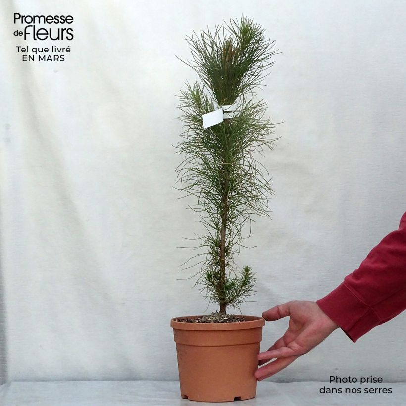 Pinus insignis (radiata) - Pin de Monterey pot de 3L sample as delivered in winter