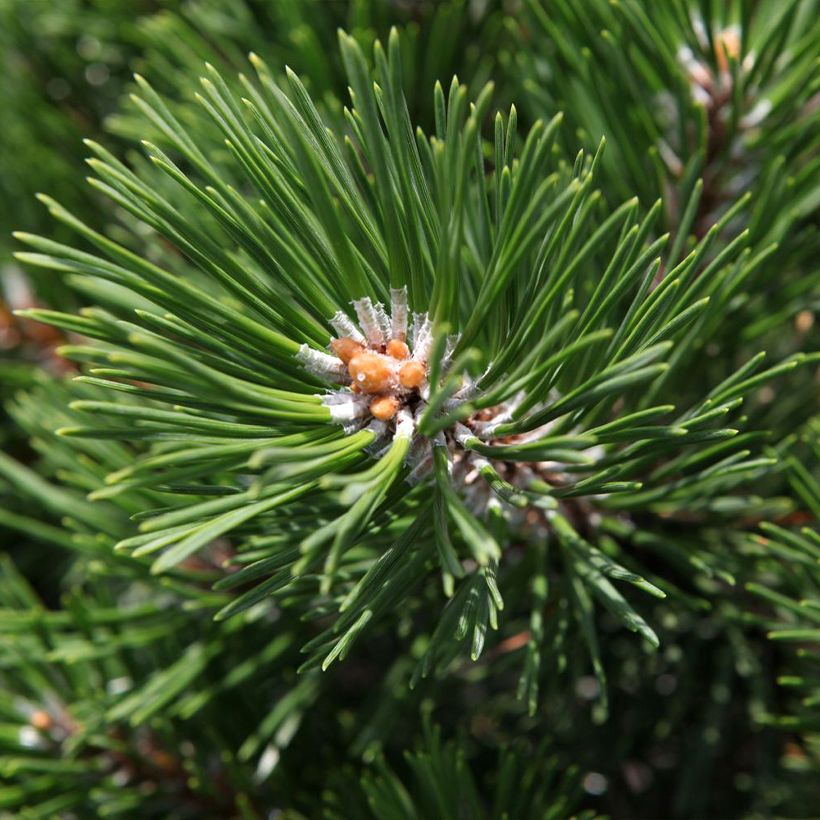 Pinus mugo Gnom - Dwarf Mountain Pine (Foliage)