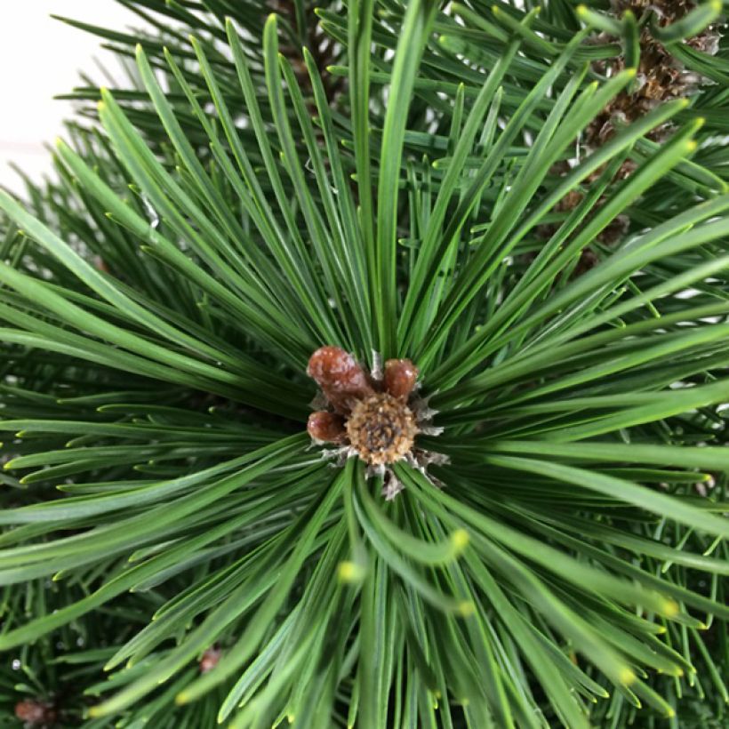 Pinus mugo Green Column - Dwarf Mountain Pine (Foliage)