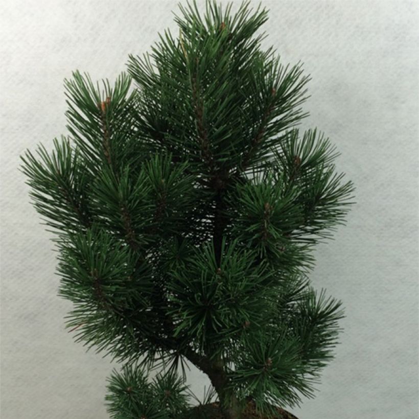 Pinus mugo Green Column - Dwarf Mountain Pine (Plant habit)