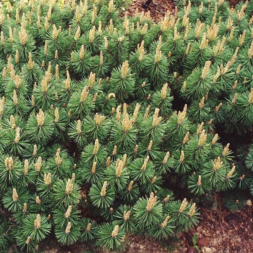 Pinus mugo Humpy - Dwarf Mountain Pine (Plant habit)