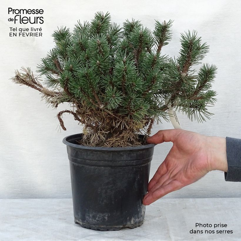 Pinus mugo Humpy - Dwarf Mountain Pine sample as delivered in winter