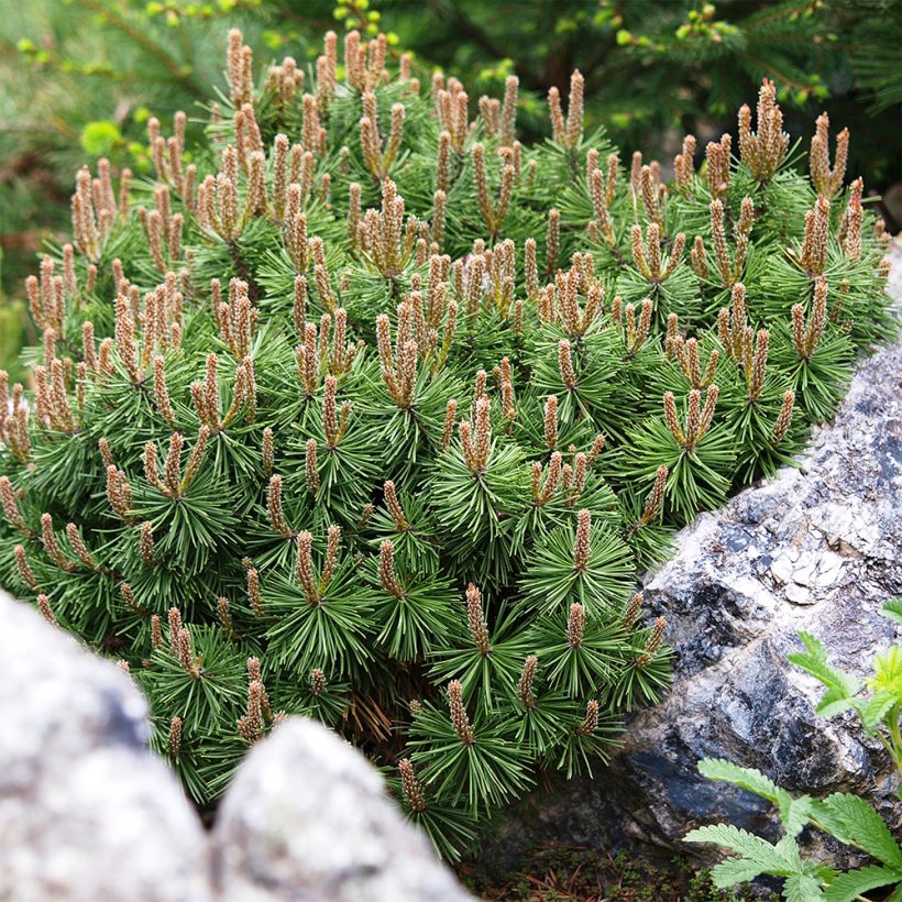 Pinus mugo Mops - Dwarf Mountain Pine (Flowering)