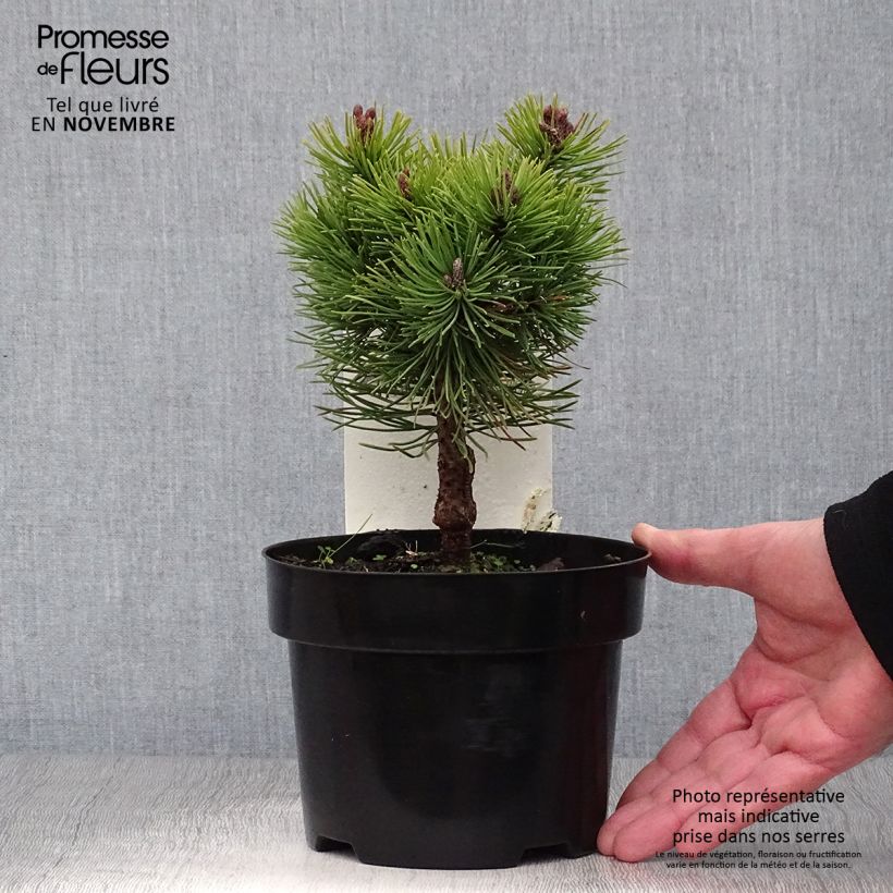 Pinus mugo Mops - Dwarf Mountain Pine 2L/3L pot sample as delivered in autumn