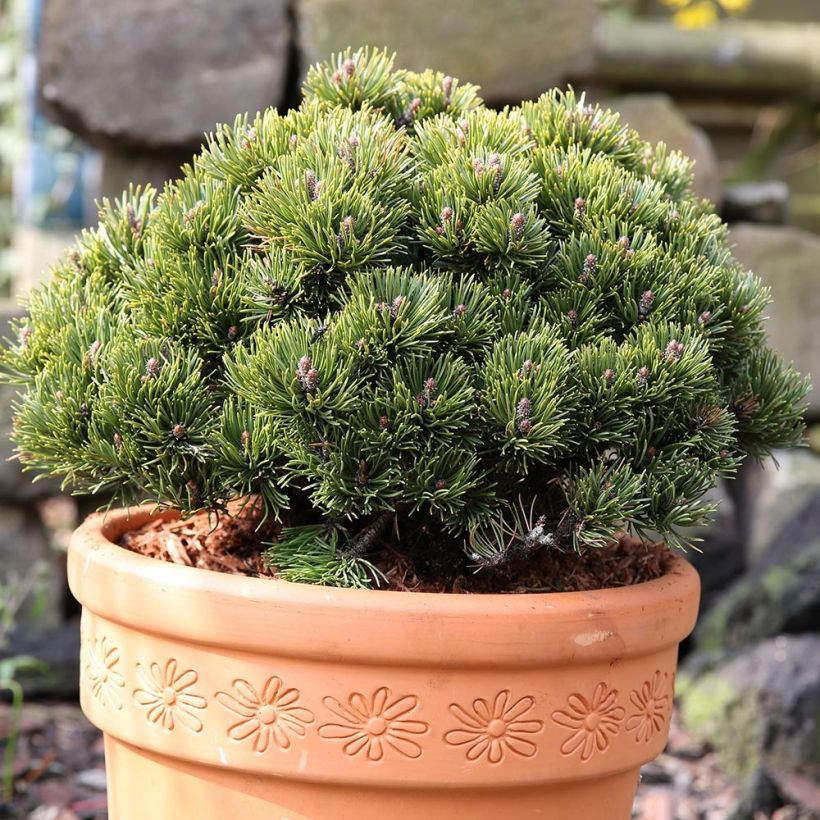 Pinus mugo Picobello - Dwarf Mountain Pine (Plant habit)