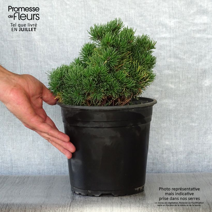 Pinus mugo Picobello - Dwarf Mountain Pine 2L/3L pot sample as delivered in summer