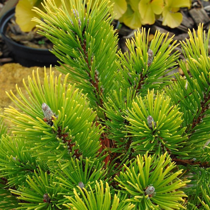 Pinus mugo Winter Gold - Dwarf Mountain Pine (Foliage)