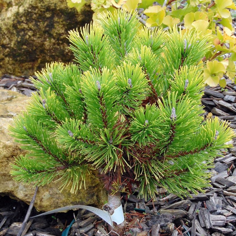 Pinus mugo Winter Gold - Dwarf Mountain Pine (Plant habit)