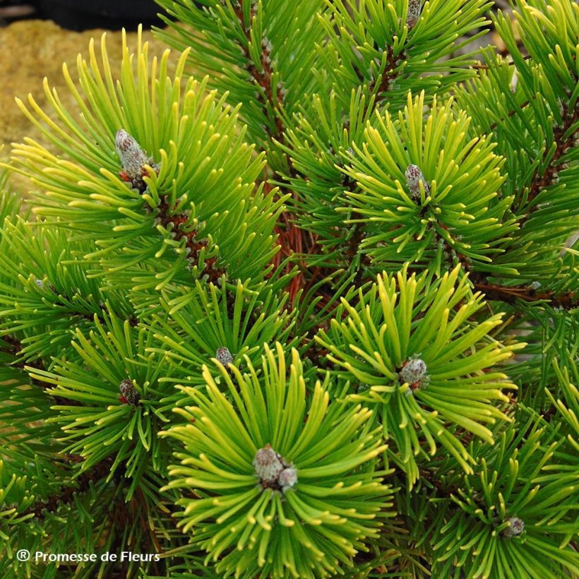 Pinus mugo Winter Gold - Dwarf Mountain Pine (Harvest)
