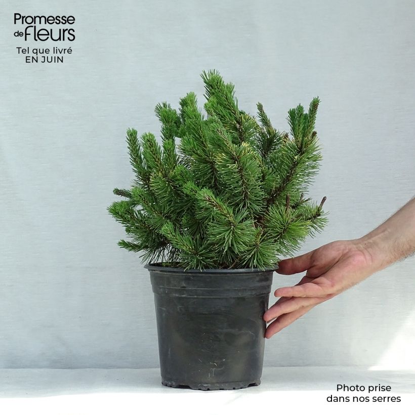 Pinus mugo Winter Gold - Dwarf Mountain Pine 2L/3L pot sample as delivered in summer