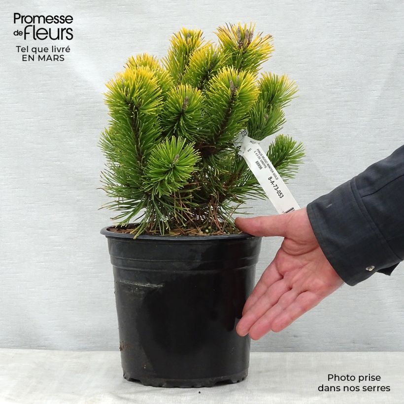 Pinus mugo Winter Gold - Dwarf Mountain Pine sample as delivered in spring
