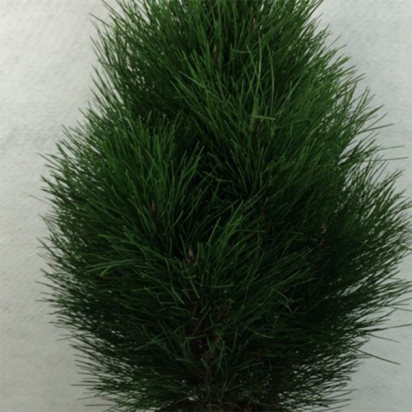 Pinus nigra Green Tower - Black Pine (Foliage)