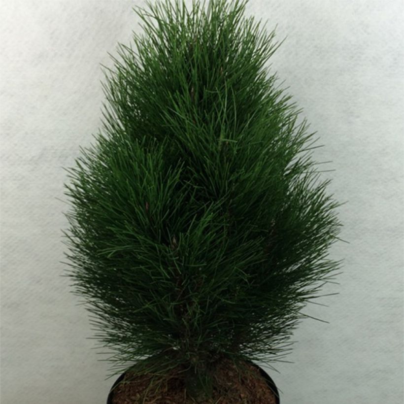Pinus nigra Green Tower - Black Pine (Plant habit)