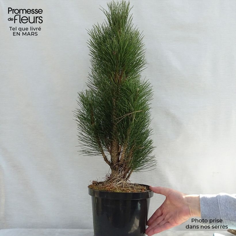 Pinus nigra Green Tower - Black Pine sample as delivered in spring