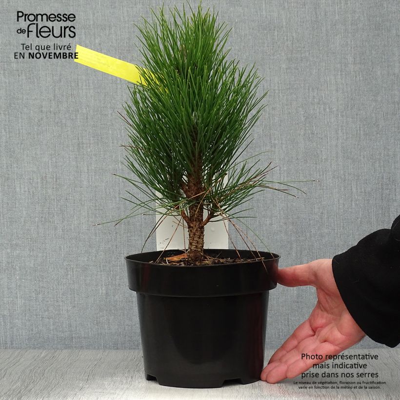 Pinus nigra Green Tower - Pin noir en pot de 2l/3l sample as delivered in autumn