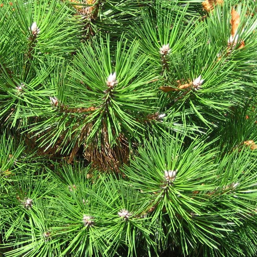 Dwarf Black Pine - Pinus nigra Nana (Foliage)