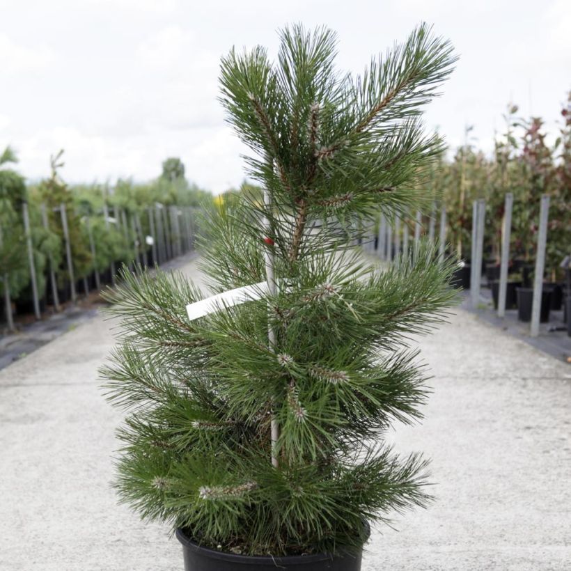 Austrian black pine - Pinus nigra nigra (Plant habit)