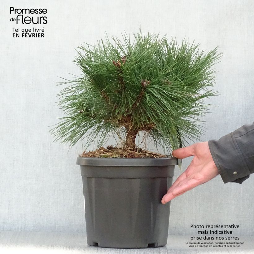 Pinus nigra Pierrick Brégeon en pot de 7.5L - Pin noir sample as delivered in winter