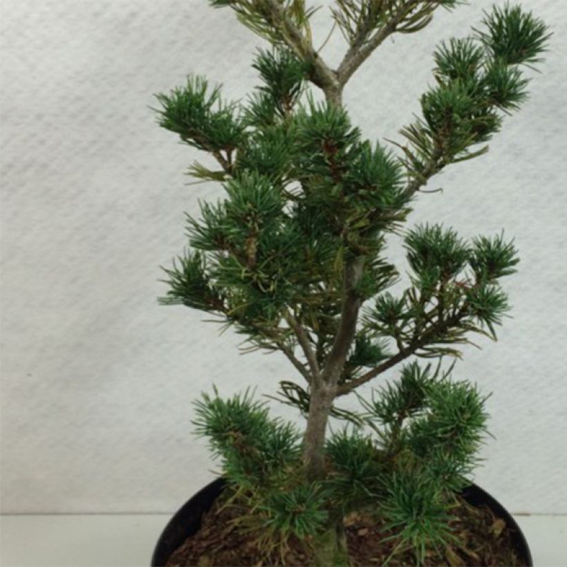 Pinus parviflora Adcocks Pyramid - Japanese White Pine (Foliage)