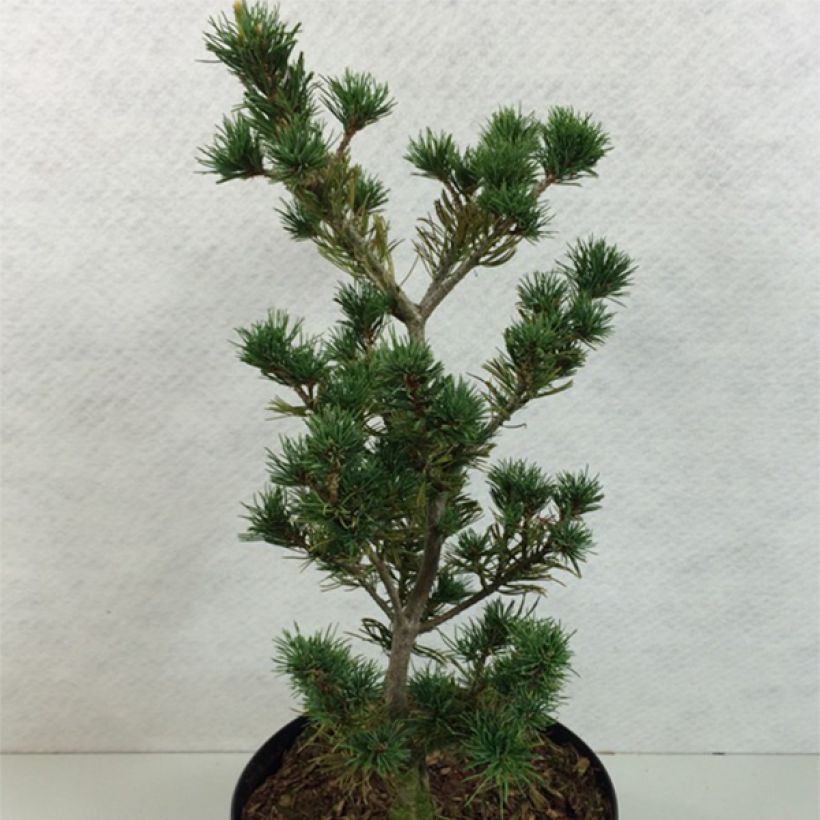 Pinus parviflora Adcocks Pyramid - Japanese White Pine (Plant habit)