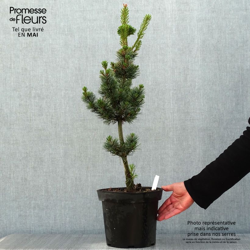Pinus parviflora Azumi Goye - Japanese White Pine sample as delivered in spring