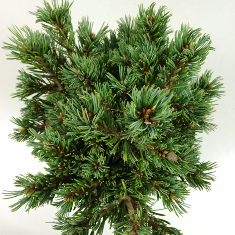 Pinus parviflora Beran - Japanese White Pine (Foliage)
