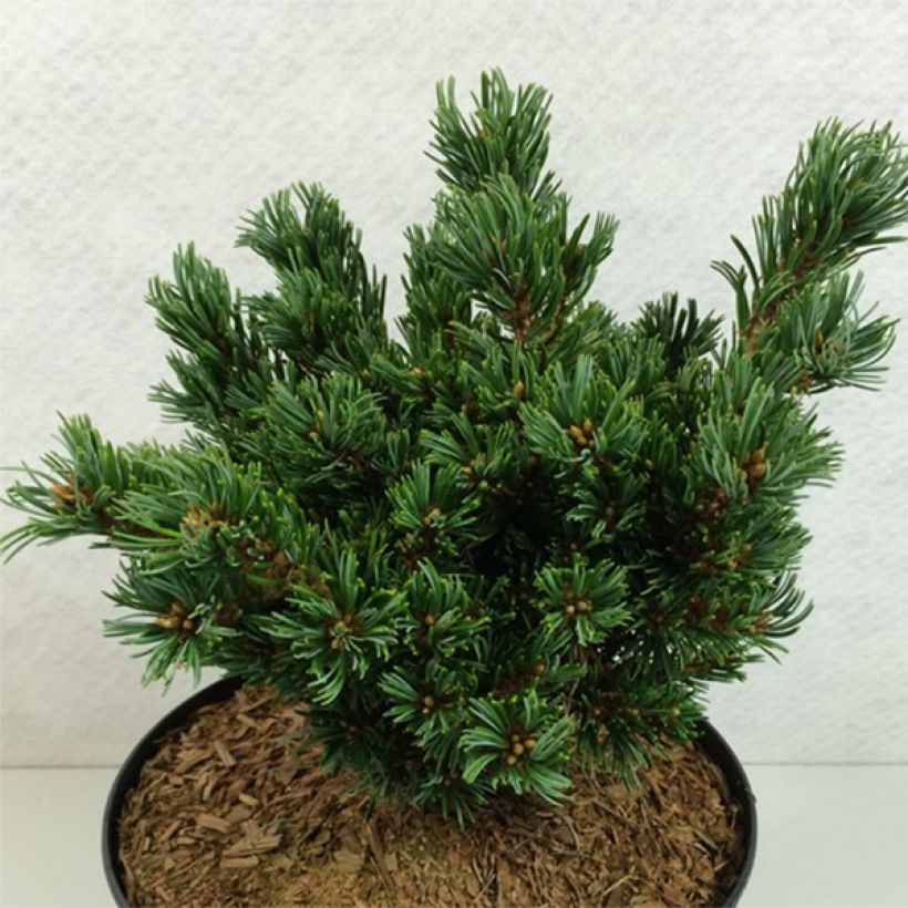 Pinus parviflora Beran - Japanese White Pine (Plant habit)