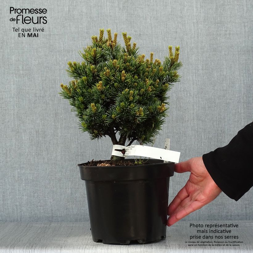 Pinus parviflora Beran - Japanese White Pine sample as delivered in spring