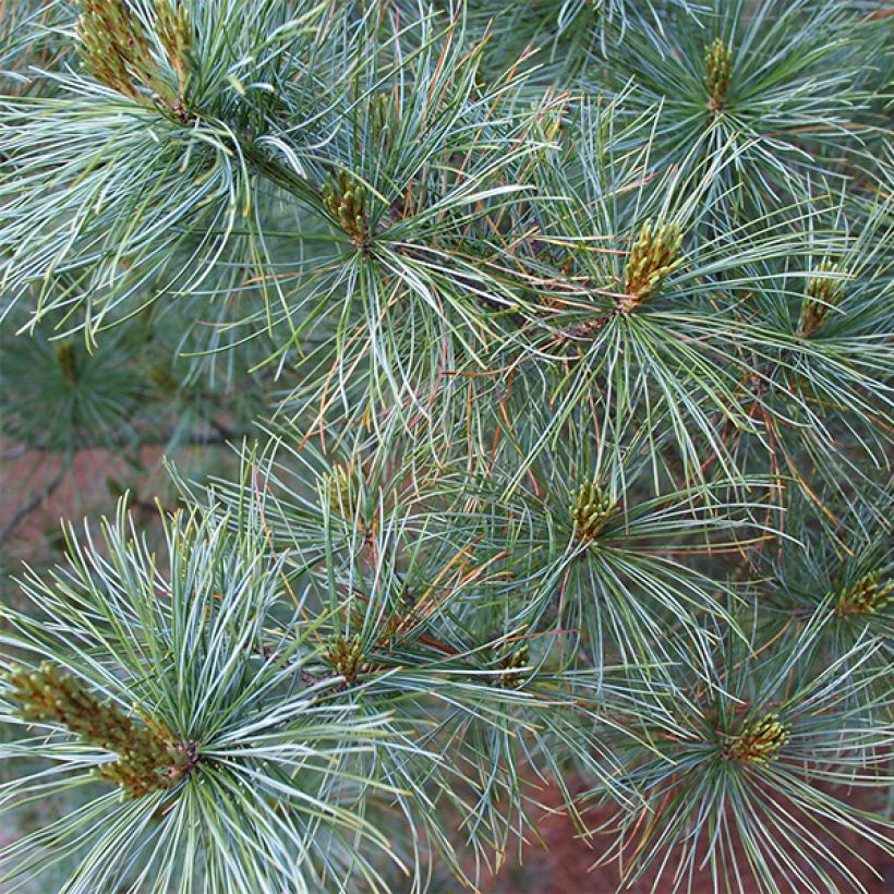 Pinus parviflora Bergman - Japanese White Pine (Foliage)