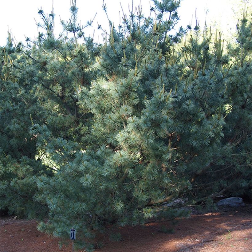 Pinus parviflora Bergman - Japanese White Pine (Plant habit)