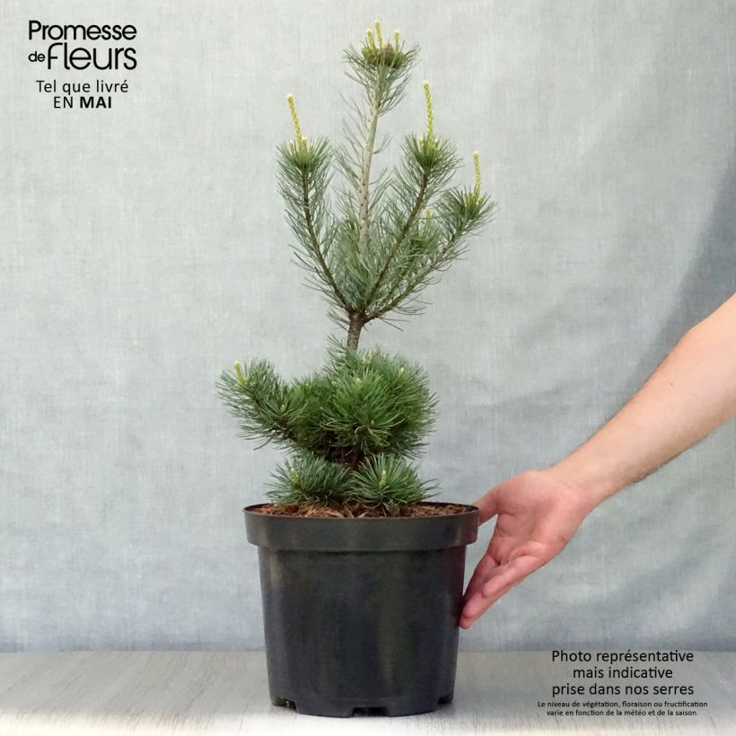 Pinus parviflora Glauca - Japanese White Pine sample as delivered in spring