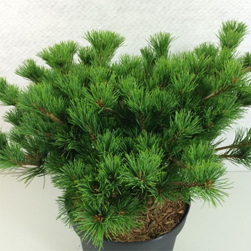 Pinus parviflora Kokuho - Japanese White Pine (Plant habit)