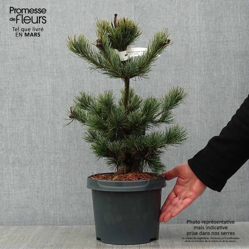 Pinus parviflora Negishi - Pin blanc japonais Pot de 4L/5L sample as delivered in winter