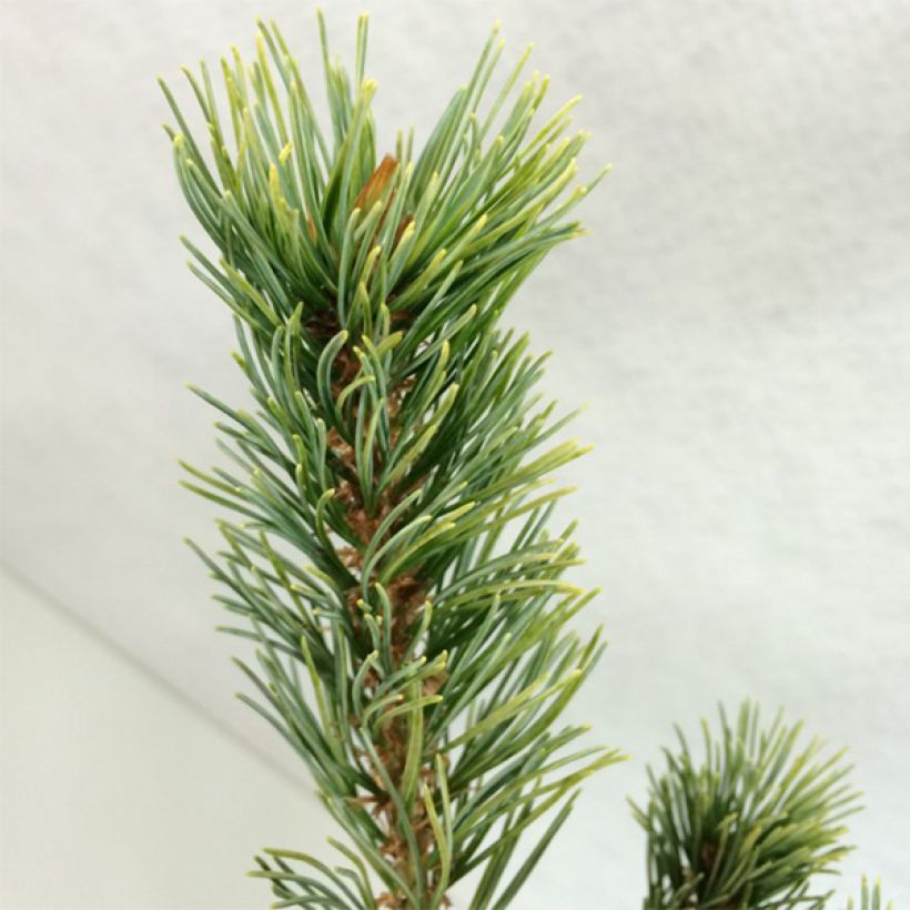 Pinus parviflora Ogon-goyo - Japanese White Pine (Foliage)