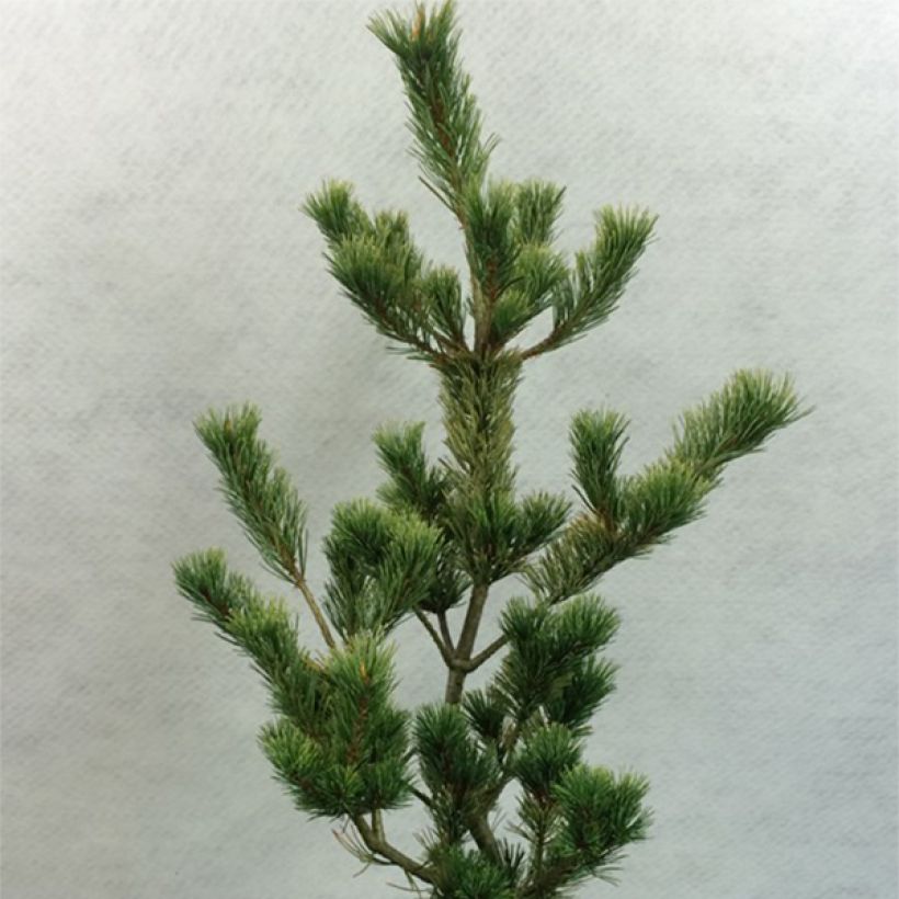 Pinus parviflora Ogon-goyo - Japanese White Pine (Plant habit)