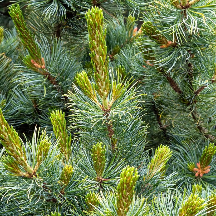 Pinus parviflora Tempelhof - Japanese White Pine (Foliage)